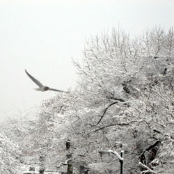 Vancouver Snowstorm